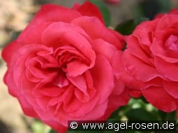 Ludwigshafen am Rhein kaufen, click for more details Ludwigshafen am Rhein