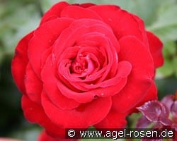 Lübecker Rotspon kaufen, click for more details Lübecker Rotspon