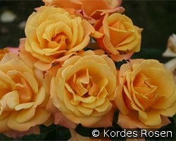 Lusatia kaufen, click for more details Lusatia