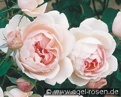 Madame Figaro kaufen, click for more details Madame Figaro