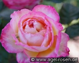 Madame de Stael kaufen, click for more details Madame de Stael