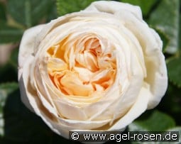 Madeleine Fayet kaufen, click for more details Madeleine Fayet