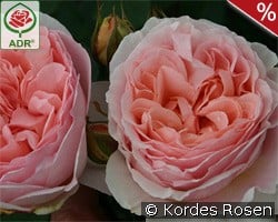 Märchenzauber kaufen, click for more details Märchenzauber