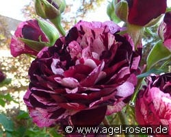 Magdas Rose kaufen, click for more details Magdas Rose
