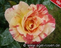 Malerrose 'Alfred Sisley' kaufen, click for more details Malerrose 'Alfred Sisley'