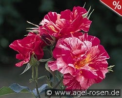 Malerrose 'Edgar Degas' kaufen, click for more details Malerrose 'Edgar Degas'