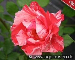 Malerrose 'Grimaldi' kaufen, click for more details Malerrose 'Grimaldi'