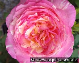 Malerrose 'Marc Chagall' kaufen, click for more details Malerrose 'Marc Chagall'