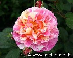 Malerrose 'Maurice Utrillo' kaufen, click for more details Malerrose 'Maurice Utrillo'