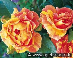 Malerrose 'Paul Cézanne' kaufen, click for more details Malerrose 'Paul Cézanne'