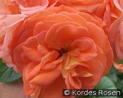 Mango kaufen, click for more details Mango