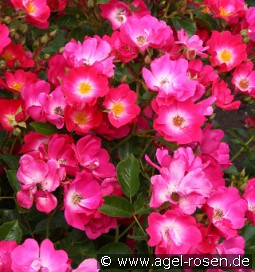 Marathon kaufen, click for more details Marathon