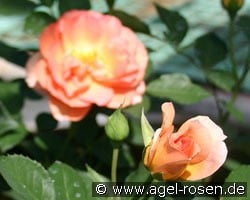 Margrit Sofie kaufen, click for more details Margrit Sofie