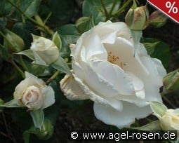 Maria Mathilda kaufen, click for more details Maria Mathilda