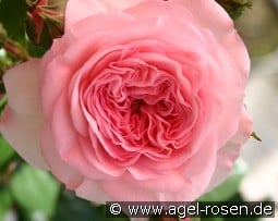 Mariatheresia kaufen, click for more details Mariatheresia