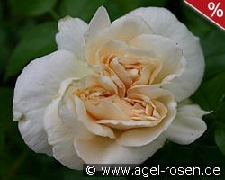 Marie Antoinette kaufen, click for more details Marie Antoinette
