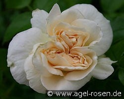 Marie Antoinette kaufen, click for more details Marie Antoinette