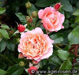 Marie Curie kaufen, click for more details Marie Curie