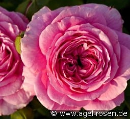 Marija Frayla kaufen, click for more details Marija Frayla