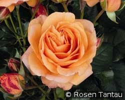 Marimba kaufen, click for more details Marimba