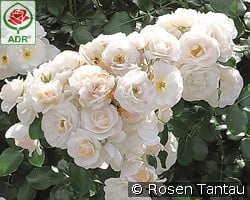 Martin Luther Rose kaufen, click for more details Martin Luther Rose