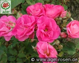 Melrose kaufen, click for more details Melrose