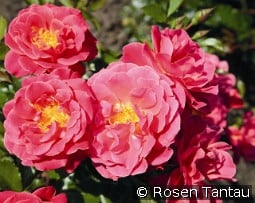 Melusina kaufen, click for more details Melusina