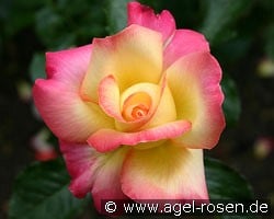 Menuett kaufen, click for more details Menuett