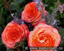 Meteor kaufen, click for more details Meteor