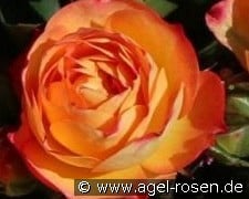 Mexican Lady kaufen, click for more details Mexican Lady