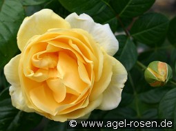 Michelangelo kaufen, click for more details Michelangelo