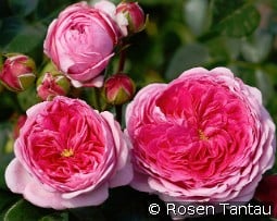 Modern Art kaufen, click for more details Modern Art