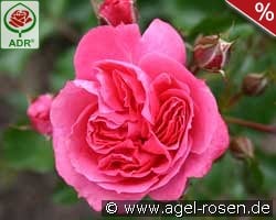 Moin Moin syn. Pink Flower Circus kaufen, click for more details Moin Moin syn. Pink Flower Circus