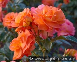 Morning Sun kaufen, click for more details Morning Sun