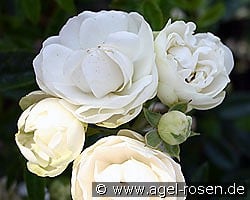 Muttertag Weiß kaufen, click for more details Muttertag Weiß