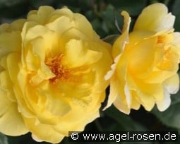 Nadia Zerouali Essbare Rose kaufen, click for more details Nadia Zerouali Essbare Rose