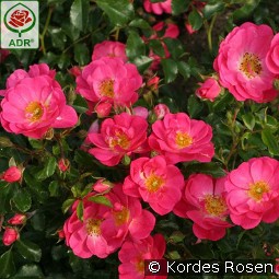 Neon kaufen, click for more details Neon