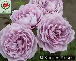 Novalis kaufen, click for more details Novalis