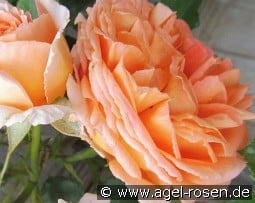 Orange Meilove kaufen, click for more details Orange Meilove