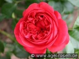 Out of Rosenheim kaufen, click for more details Out of Rosenheim