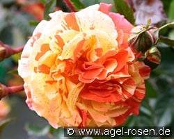 Papagena kaufen, click for more details Papagena