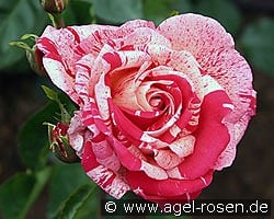 Papageno kaufen, click for more details Papageno