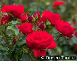 Pepino kaufen, click for more details Pepino