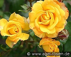 Petito kaufen, click for more details Petito