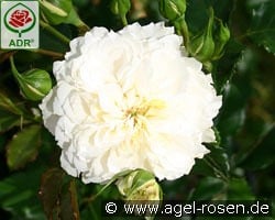 Petticoat kaufen, click for more details Petticoat