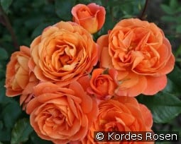 Phoenix kaufen, click for more details Phoenix