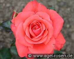 Piccolo kaufen, click for more details Piccolo