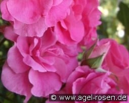 Pink La Sevillana kaufen, click for more details Pink La Sevillana