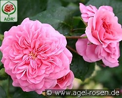 Pink Swany kaufen, click for more details Pink Swany