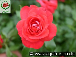 Planten un Blomen kaufen, click for more details Planten un Blomen